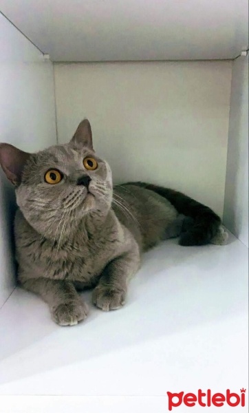 British Shorthair, Kedi  Duman fotoğrafı