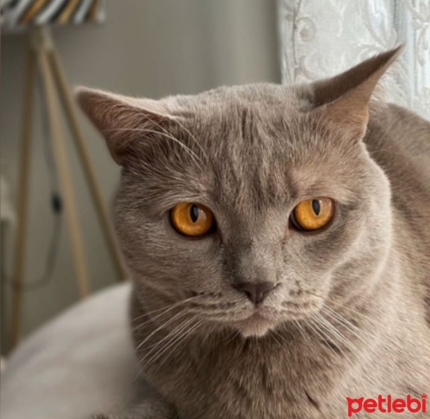 British Shorthair, Kedi  Duman fotoğrafı