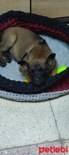 Belçika Malinois, Köpek  Maya fotoğrafı