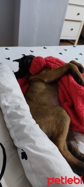 Belçika Malinois, Köpek  Maya fotoğrafı