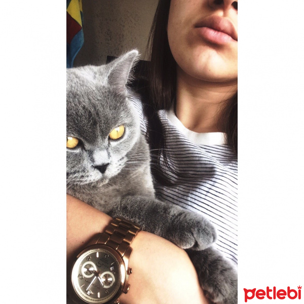 British Shorthair, Kedi  Naz fotoğrafı