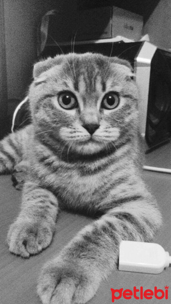 British Shorthair, Kedi  Naz fotoğrafı