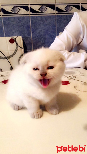 British Shorthair, Kedi  Naz fotoğrafı