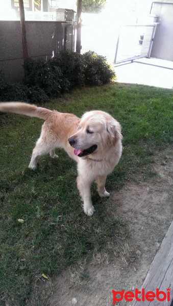 Golden Retriever, Köpek  Johnny fotoğrafı