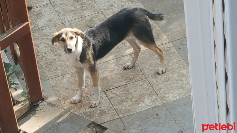 Sokö (Sokak Köpeği), Köpek  Lady fotoğrafı