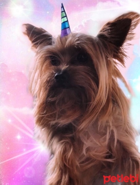 Yorkshire Terrier, Köpek  ares fotoğrafı