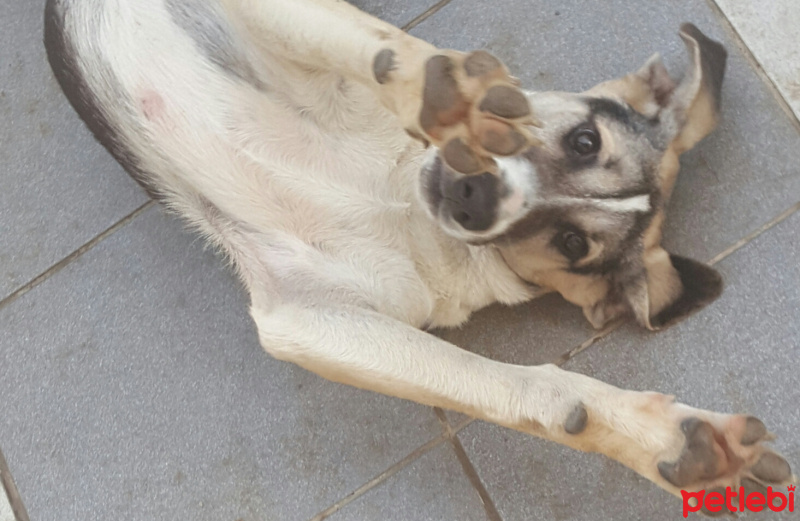 Sokö (Sokak Köpeği), Köpek  Panda  fotoğrafı
