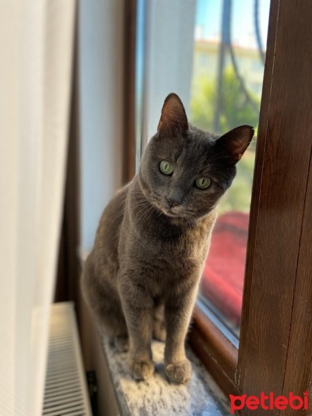 Mavi Rus, Kedi  Duman fotoğrafı