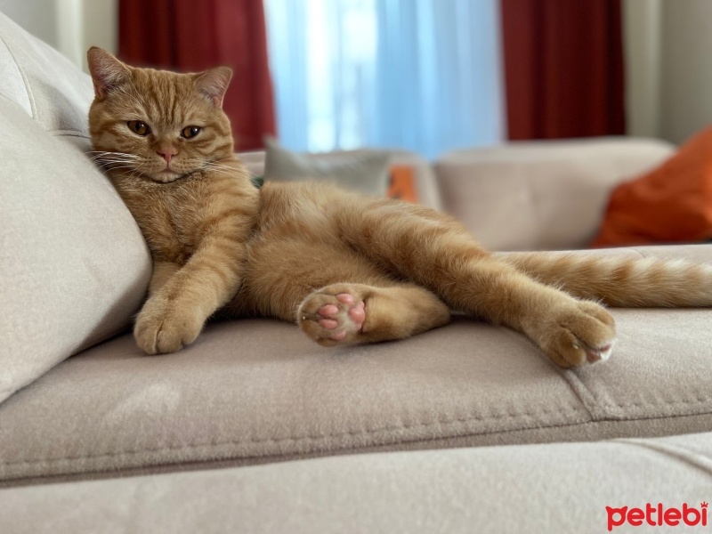 British Shorthair, Kedi  Tarçın fotoğrafı