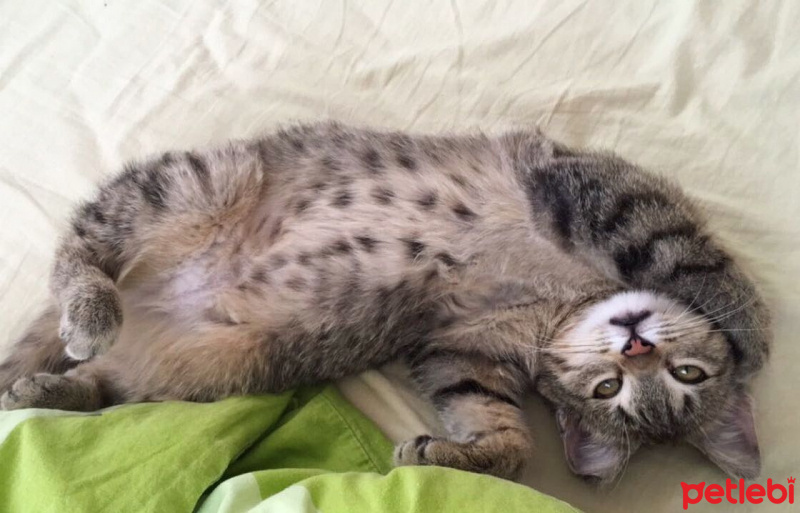 Tekir Kedi, Kedi  Çaki fotoğrafı