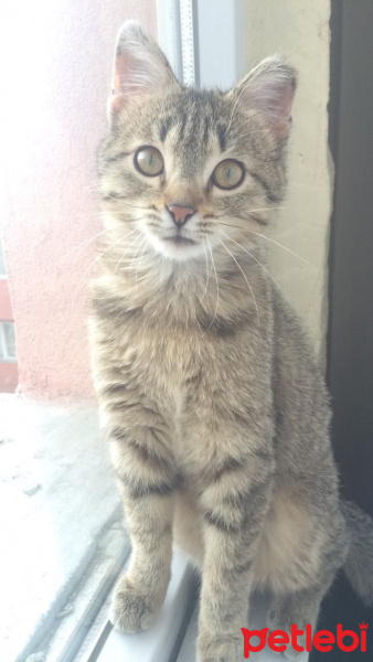 Tekir Kedi, Kedi  Çaki fotoğrafı