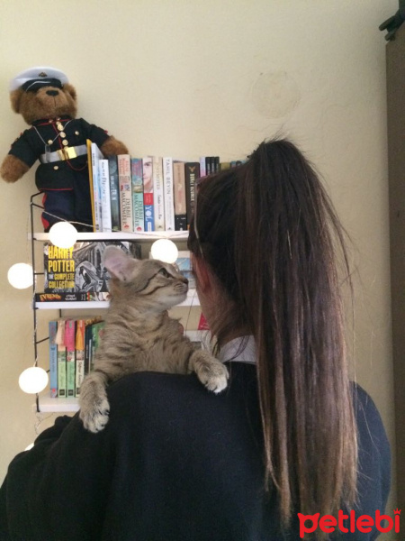 Tekir Kedi, Kedi  Çaki fotoğrafı