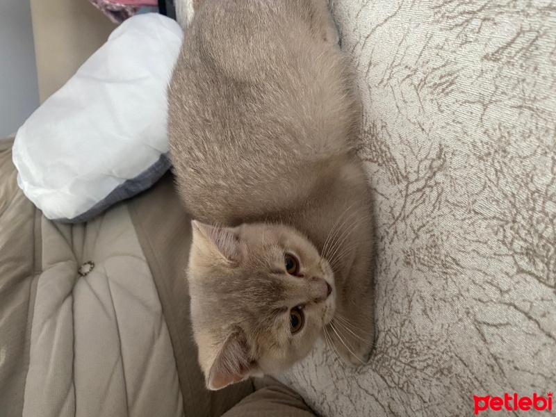 British Shorthair, Kedi  Duman fotoğrafı