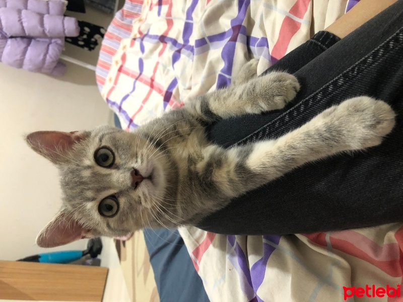 British Shorthair, Kedi  Gece fotoğrafı
