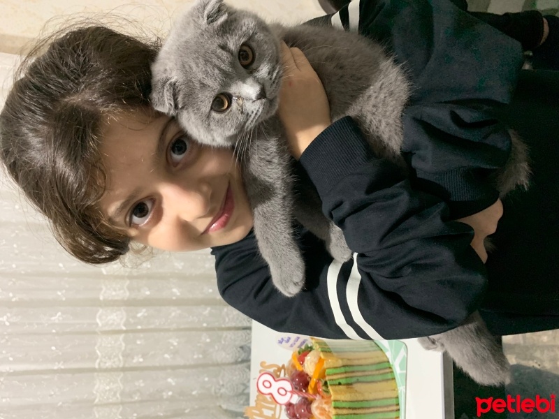 Scottish Fold, Kedi  Gölge fotoğrafı