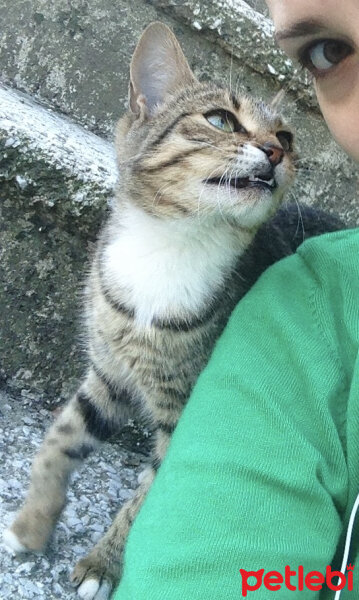 Tekir Kedi, Kedi  Bibi fotoğrafı