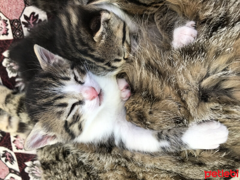 Tekir Kedi, Kedi  Bibi fotoğrafı