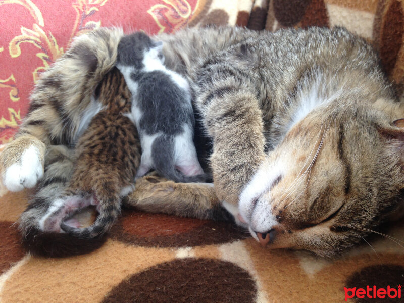 Tekir Kedi, Kedi  Bibi fotoğrafı