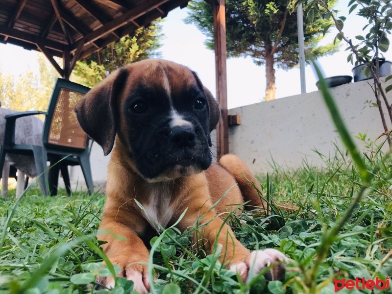 Boxer, Köpek  Duman fotoğrafı