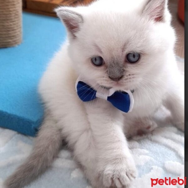 British Shorthair, Kedi  Otis fotoğrafı