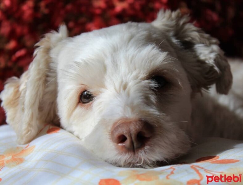 Maltese, Köpek  Tekila fotoğrafı