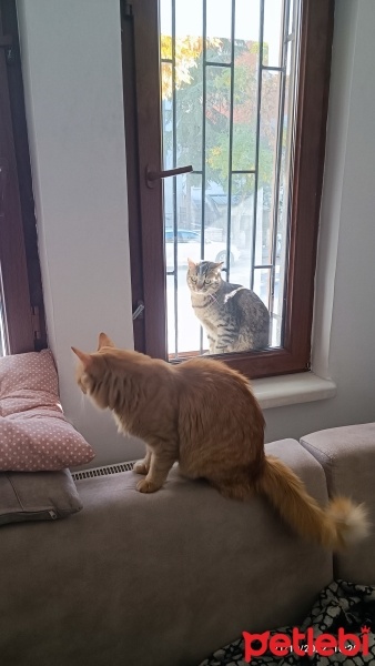 Tekir Kedi, Kedi  Duman fotoğrafı
