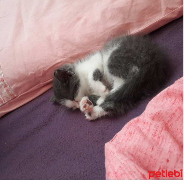 Tekir Kedi, Kedi  Minnoş fotoğrafı