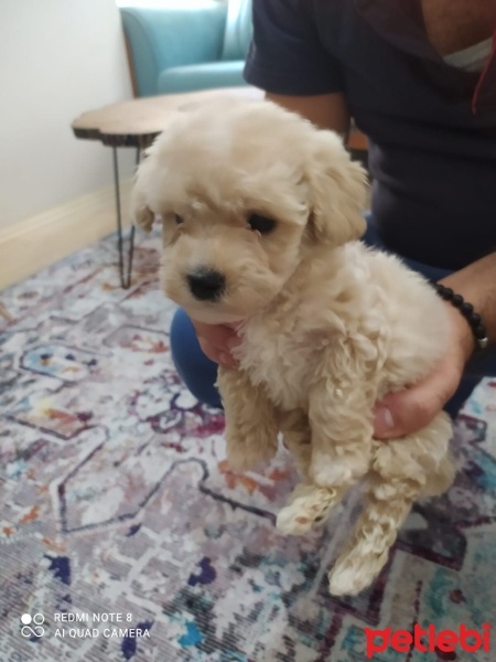 Poodle (Minyatür Kaniş), Köpek  BOBO fotoğrafı