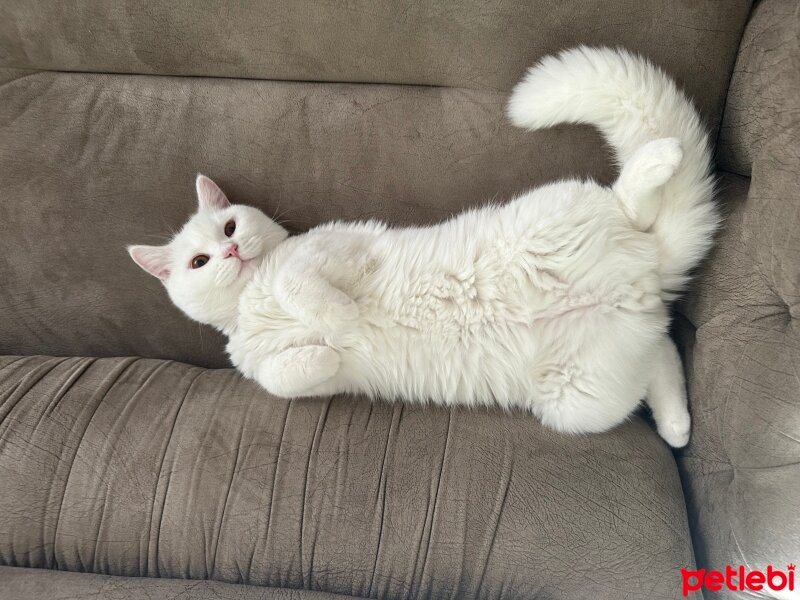 British Shorthair, Kedi  Coco fotoğrafı