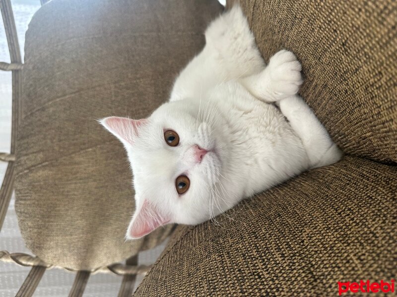 British Shorthair, Kedi  Coco fotoğrafı