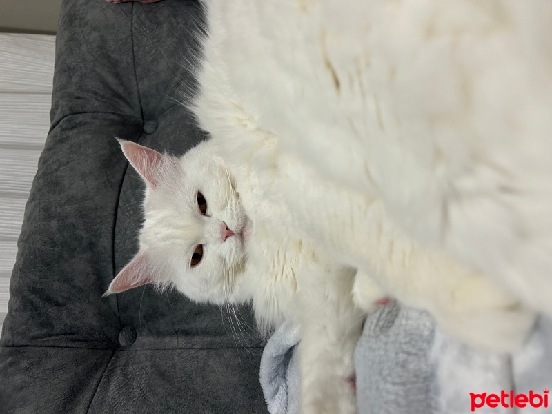 Ankara Kedisi, Kedi  Pamuk fotoğrafı
