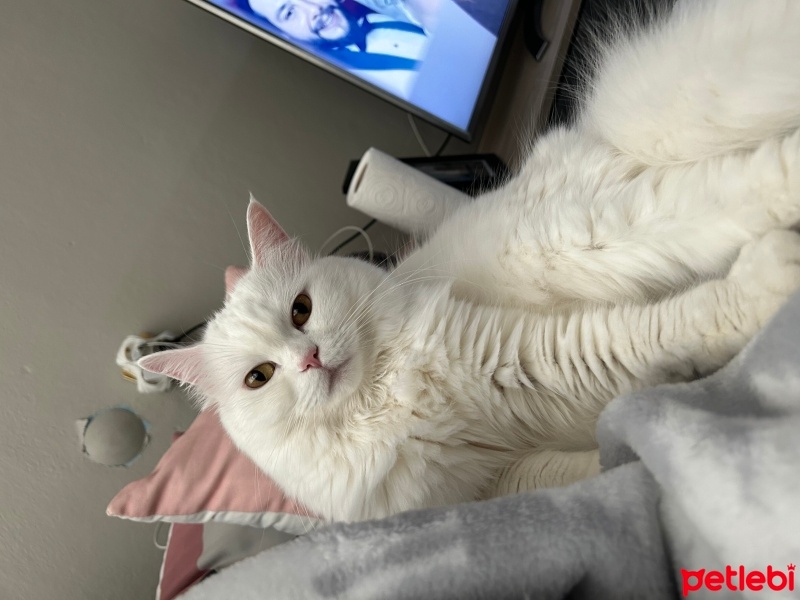 Ankara Kedisi, Kedi  Pamuk fotoğrafı