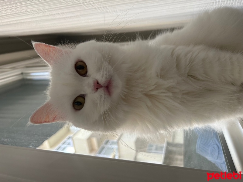 Ankara Kedisi, Kedi  Pamuk fotoğrafı