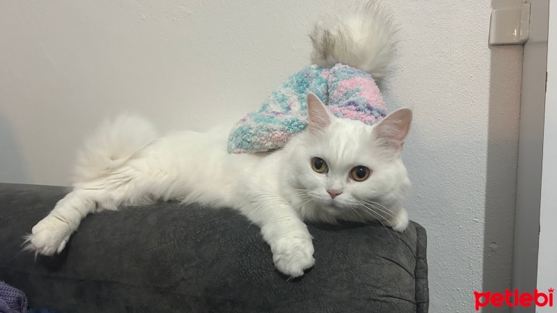 Ankara Kedisi, Kedi  Pamuk fotoğrafı