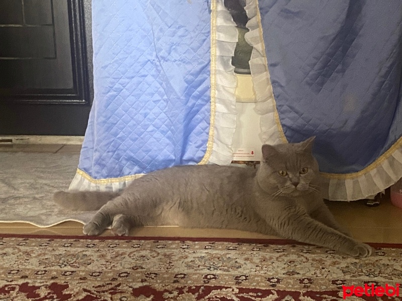 British Shorthair, Kedi  LEO fotoğrafı