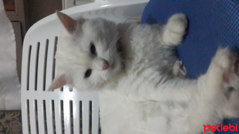 Ankara Kedisi, Kedi  PAMUK fotoğrafı