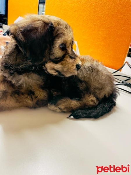 Poodle(Standart Kaniş), Köpek  Aslan fotoğrafı