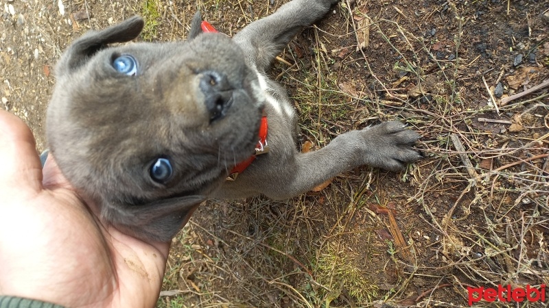 Cane Corso Italiano, Köpek  BOYKA fotoğrafı