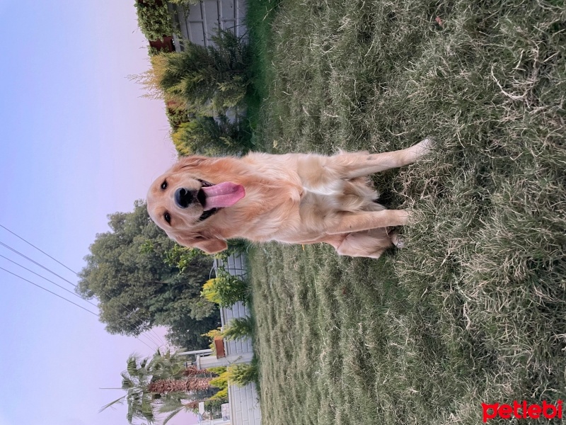 Golden Retriever, Köpek  Darwin fotoğrafı
