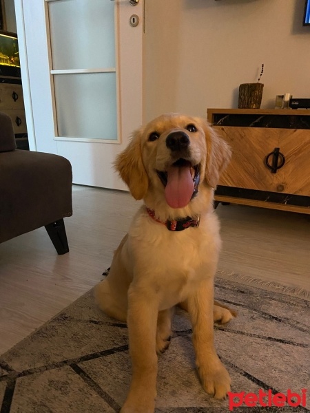 Golden Retriever, Köpek  Daisy fotoğrafı
