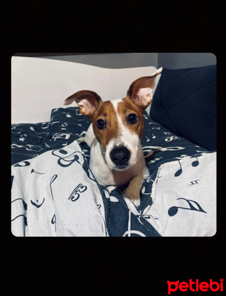 Jack Russell Terrier, Köpek  Hurşit fotoğrafı