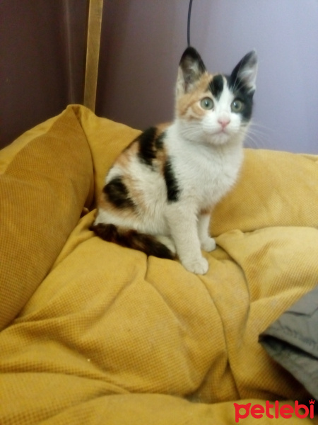 Ankara Kedisi, Kedi  İrmik fotoğrafı