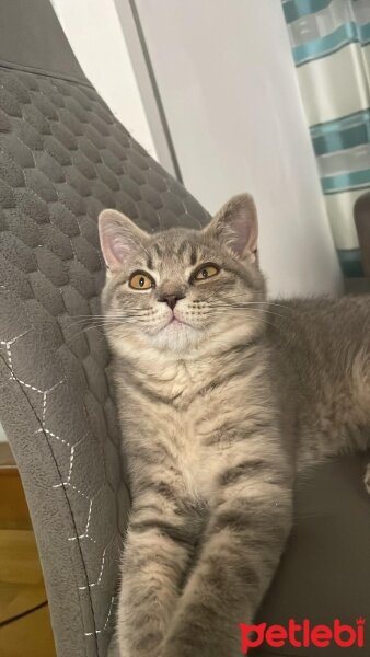 British Shorthair, Kedi  Duman fotoğrafı