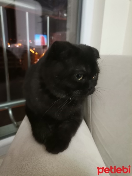 Scottish Fold, Kedi  Zeytin fotoğrafı