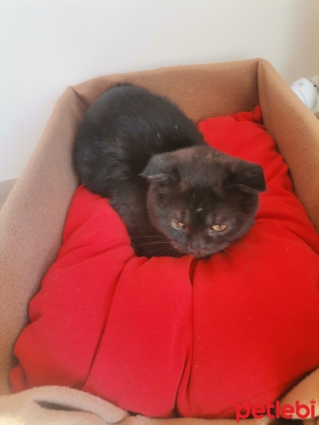 Scottish Fold, Kedi  Zeytin fotoğrafı