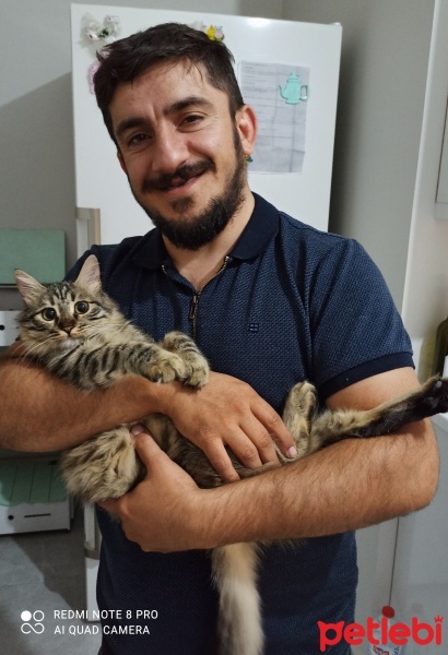 Tekir Kedi, Kedi  Dahar fotoğrafı