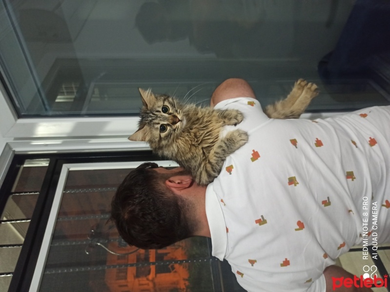 Tekir Kedi, Kedi  Dahar fotoğrafı