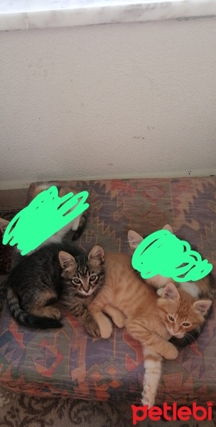 Tekir Kedi, Kedi  Zeytin fotoğrafı