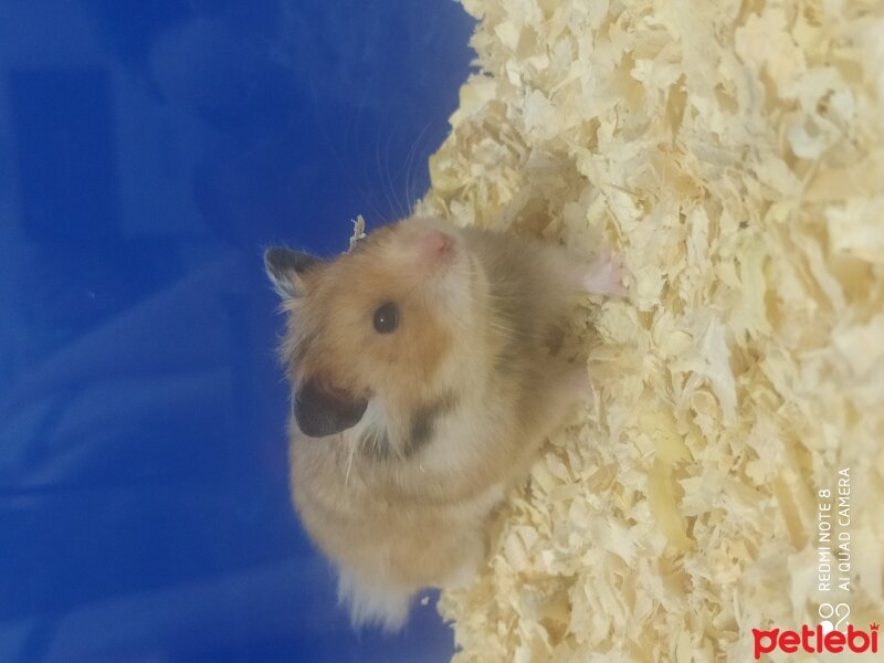 Hamster, Kemirgen  Felix fotoğrafı