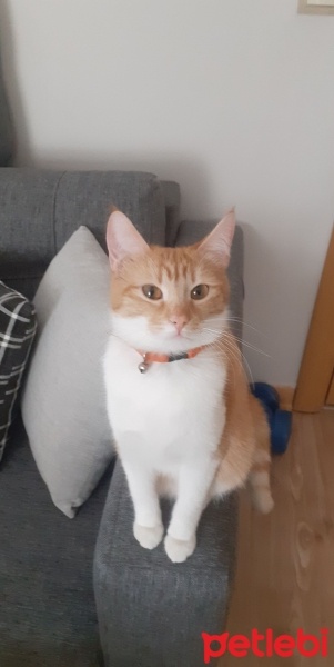 Tekir Kedi, Kedi  Bal fotoğrafı